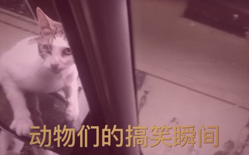 爱液视频热门直播午夜人气内容类型分布饼图